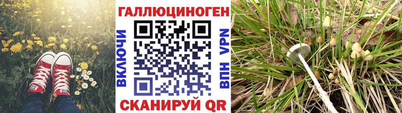 Псилоцибиновые грибы Psilocybe  Томск 